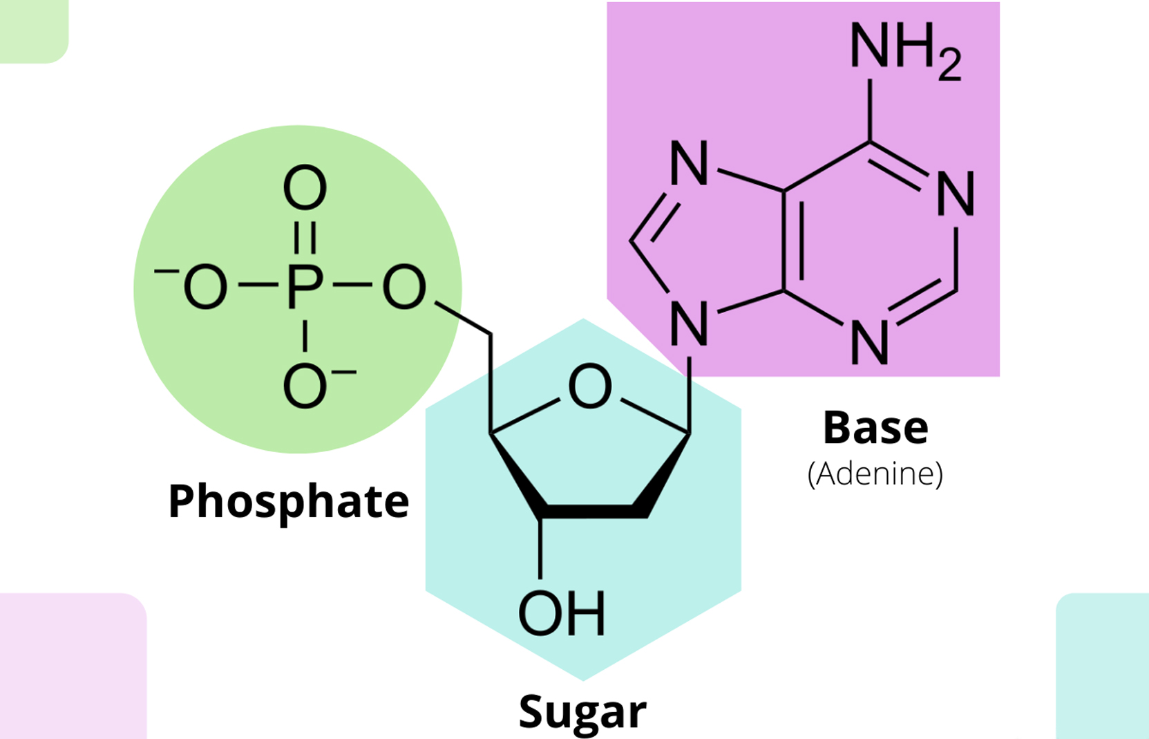 Nucleotides and KCNA2