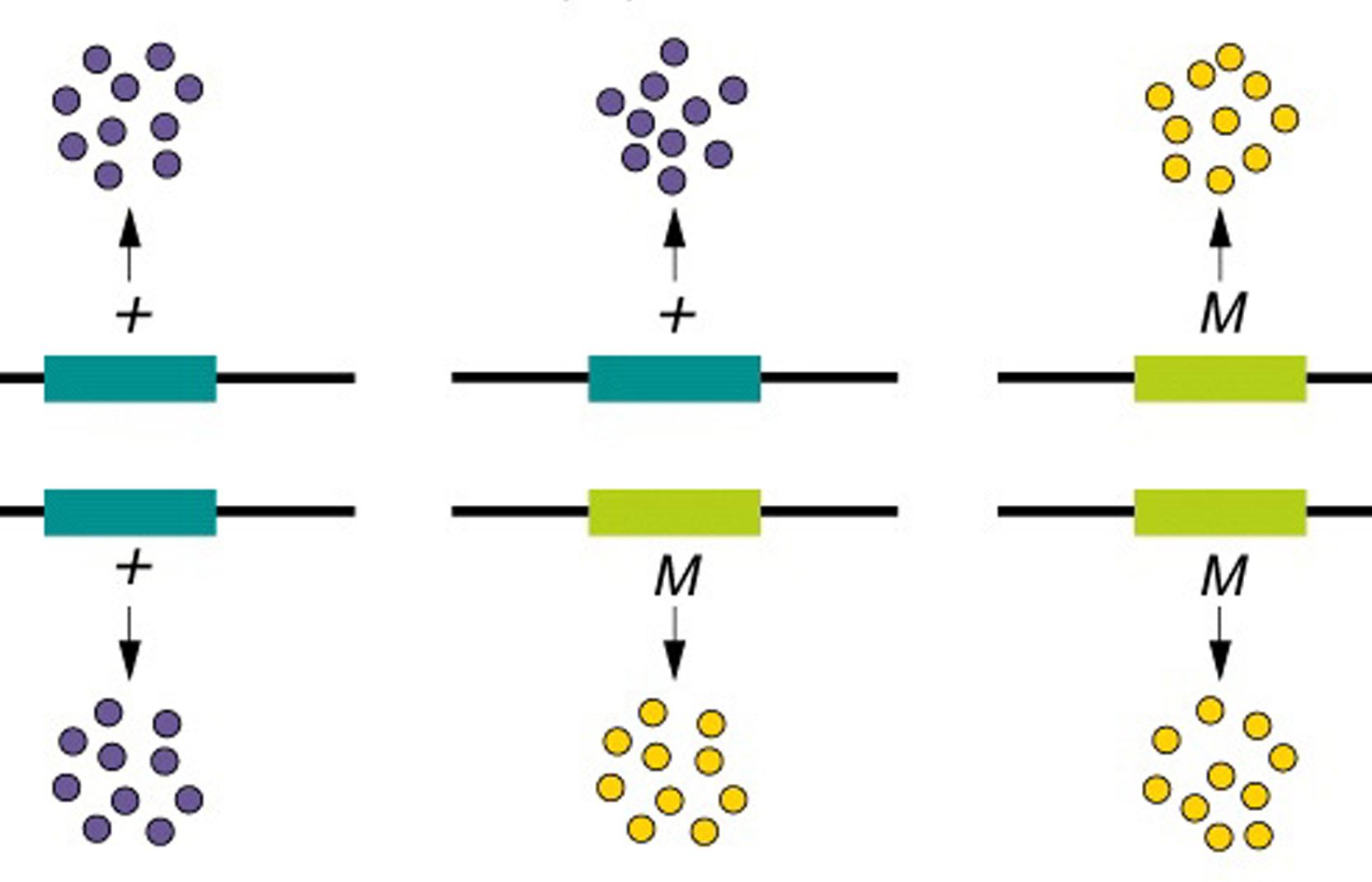 Gain, Loss or Combination of Function Mutations and KCNA2