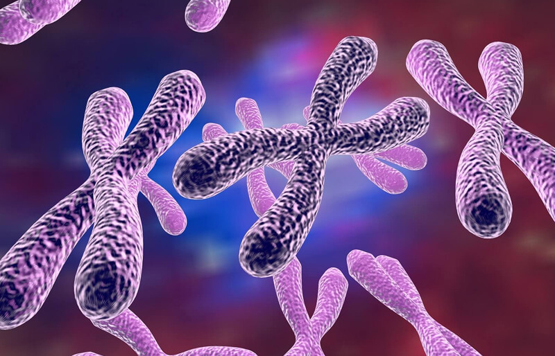 Chromosomes and KCNA2