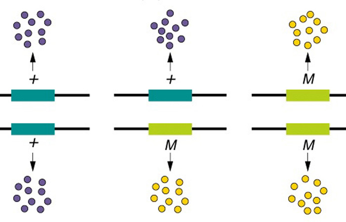 Gain, Loss or Combination of Function Mutations and KCNA2