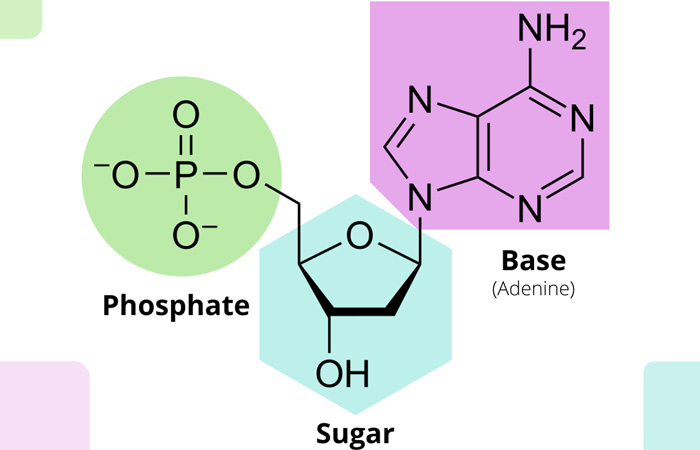 Nucleotides and KCNA2