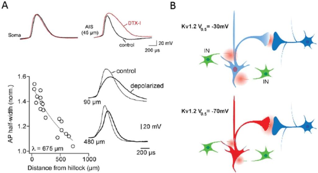 This figure shows how KCNA2 mutations change brain activity. Gain-of-Function (top, yellow) makes neurons overactive and fire too much, too soon. Loss-of-Function (bottom, purple) weakens the brain’s braking system and can’t stop signals properly. Both disrupt balance and can lead to seizures.